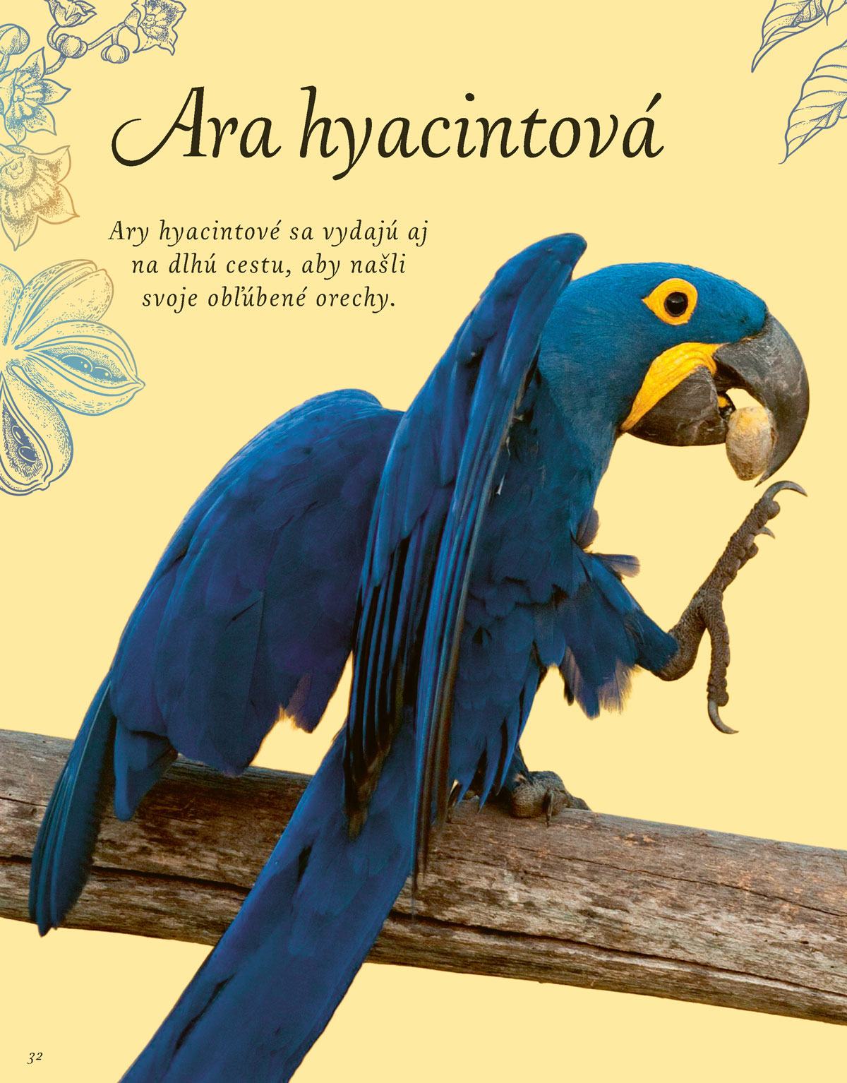 Vtáky a ich výnimočné schopnosti 