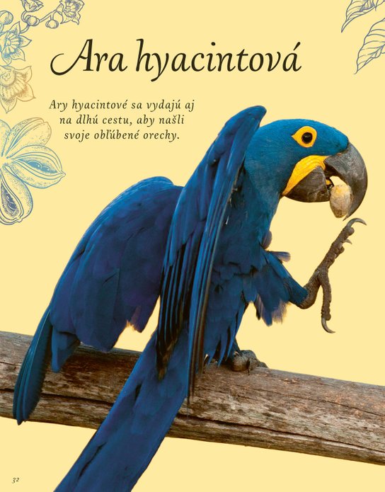 Vtáky a ich výnimočné schopnosti 