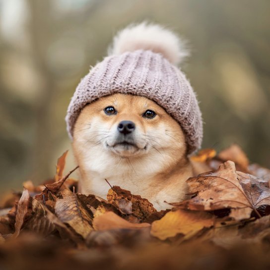 Happy Doge 2027 - nástěnný kalendář