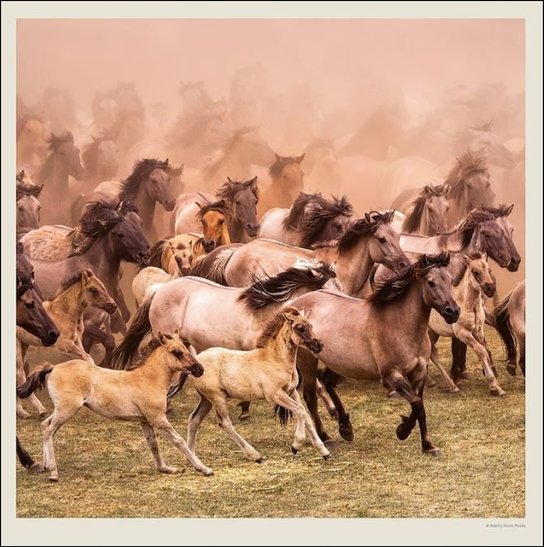 Kalendář Horses 2027 - nástěnný kalendář