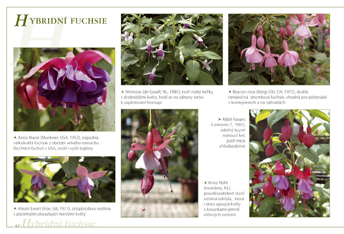 Fuchsie