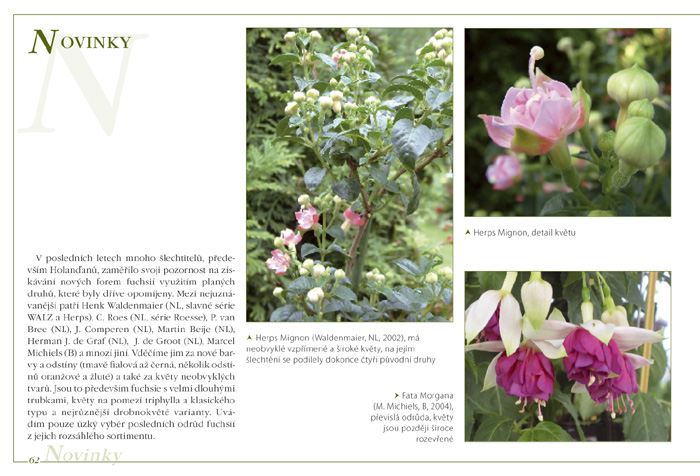 Fuchsie
