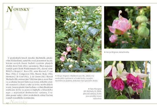 Fuchsie